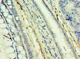 TAF5L Antibody
