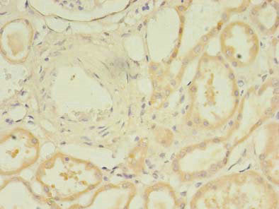 TARS2 Antibody