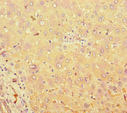 TAS2R38 Antibody