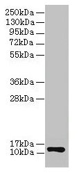 COX6A1 Antibody