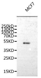 TAT Antibody