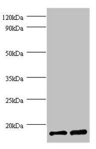 FKBP1A Antibody
