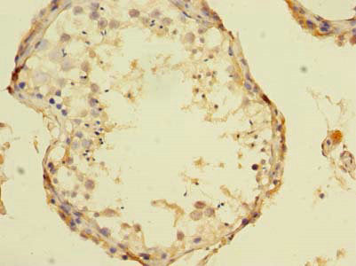 TCN1 Antibody