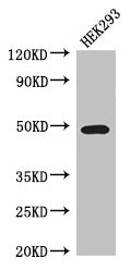 TCN2 Antibody