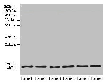 TCTA Antibody