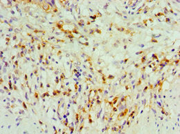 TDGF1 Antibody