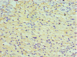 TDGF1 Antibody