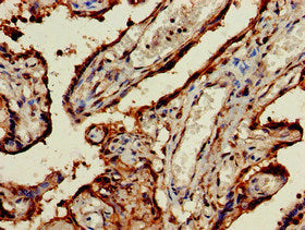 TERF1 Antibody
