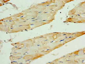 TERF1 Antibody