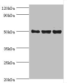 TERF1 Antibody