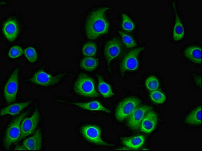 TESC Antibody