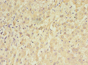 TET3 Antibody