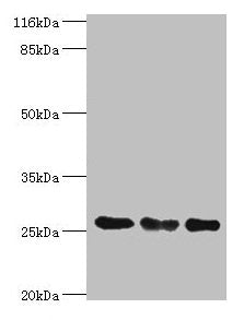 TFAM Antibody