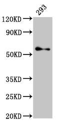 TFE3 Antibody