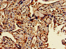 TFEB Antibody
