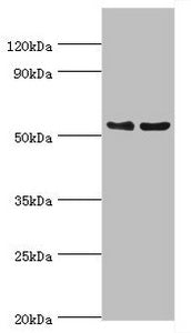 TFEB Antibody