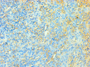 TFEB Antibody