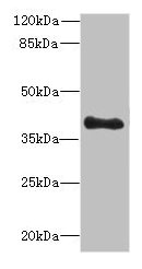 TFEC Antibody