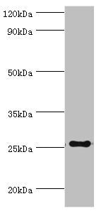 TFPI2 Antibody