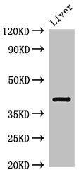 TGDS Antibody