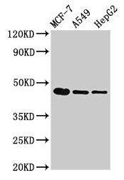 tgfb1 Antibody