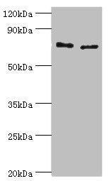 TGM2 Antibody