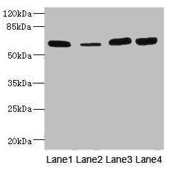 THBD Antibody