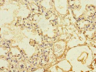 THBD Antibody