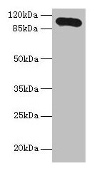 Thbs3 Antibody
