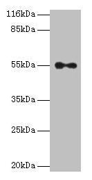THRA Antibody