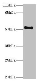 THRB Antibody