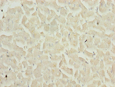 TIMP1 Antibody