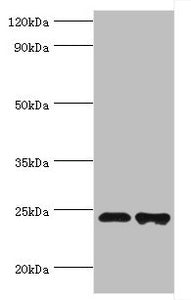 TIRAP Antibody