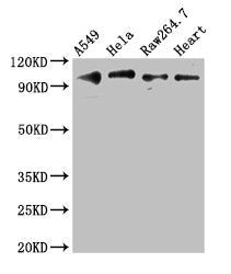 TLR5 Antibody
