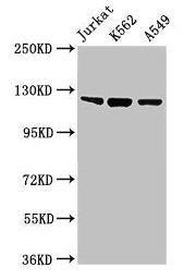 Tlr7 Antibody