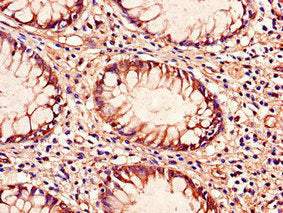 TLR9 Antibody