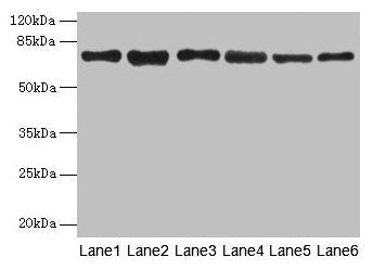 TMCC1 Antibody