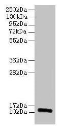 RPLP1 Antibody