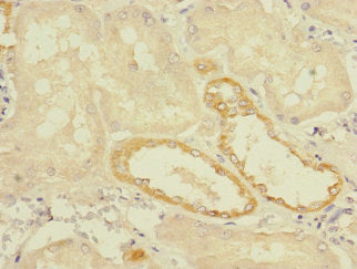TMEM139 Antibody