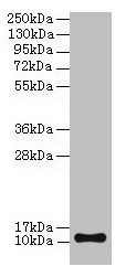 TMEM141 Antibody