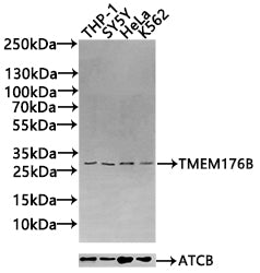 TMEM176B Antibody