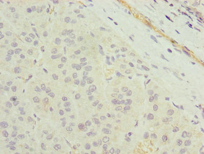 TMEM177 Antibody