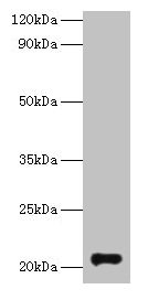 GM2A Antibody