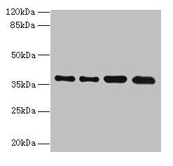 TMEM19 Antibody