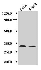 TMEM192 Antibody