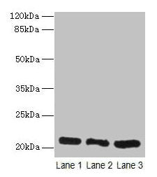 GM2A Antibody