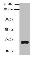 TMEM222 Antibody