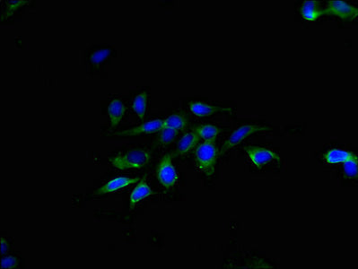TMEM40 Antibody