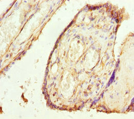 TMEM43 Antibody