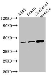 TMEM43 Antibody